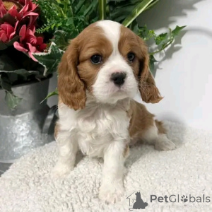 Foto №2 zu Ankündigung № 138949 zu verkaufen cavalier king charles spaniel - einkaufen USA quotient 	ankündigung, züchter