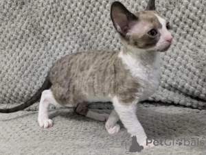 Foto №1. cornish rex - zum Verkauf in der Stadt Cottbus | 350€ | Ankündigung № 177643