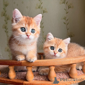 Foto №1.  - zum Verkauf in der Stadt Boulogne-Billancourt | verhandelt | Ankündigung № 161841