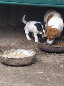 Foto №2 zu Ankündigung № 4645 zu verkaufen jack russell terrier - einkaufen Ukraine züchter
