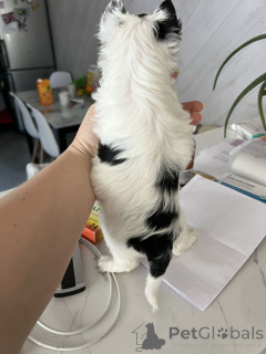 Foto №2 zu Ankündigung № 164797 zu verkaufen yorkshire terrier - einkaufen Deutschland quotient 	ankündigung, aus dem tierheim