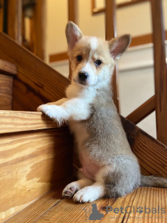 Foto №3. Beautiful Welsh Corgi Puppies For Sale. Deutschland