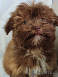 Foto №2 zu Ankündigung № 133915 zu verkaufen bolonka zwetna - einkaufen Serbien züchter