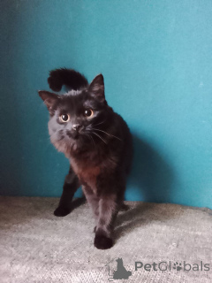 Foto №4. Ich werde verkaufen  in der Stadt Moskwa. quotient 	ankündigung - preis - Frei