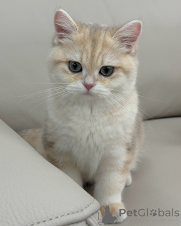 Foto №3. Lernen Sie Oliver kennen, einen sanften kleinen Herrn mit goldenen Augen und. Deutschland