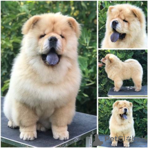 Foto №2 zu Ankündigung № 109591 zu verkaufen chow-chow - einkaufen Serbien 