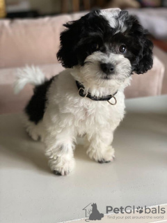 Foto №3. Toy Yorkie Valpar. Schweden