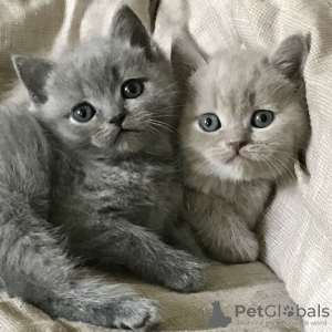 Foto №2 zu Ankündigung № 133219 zu verkaufen britisch langhaar - einkaufen Frankreich quotient 	ankündigung