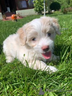 Foto №1. maltipu - zum Verkauf in der Stadt Москва | 1327€ | Ankündigung № 20360