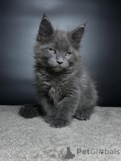 Foto №2 zu Ankündigung № 159070 zu verkaufen maine-coon-katze - einkaufen Deutschland züchter
