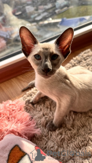 Foto №3. Orientalische blaue Seal-Point-Katzen. Ukraine