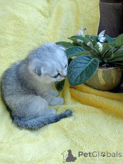 Foto №3. Kitty. Russische Föderation