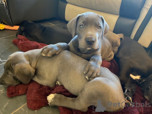 Foto №2 zu Ankündigung № 164870 zu verkaufen deutsche dogge - einkaufen Belgien quotient 	ankündigung, züchter