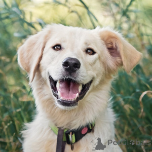 Foto №1. mischlingshund - zum Verkauf in der Stadt Moskwa | Frei | Ankündigung № 151941