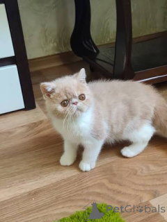 Foto №1. exotische kurzhaarkatze - zum Verkauf in der Stadt Krakau | 400€ | Ankündigung № 173298