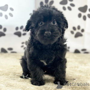 Foto №2 zu Ankündigung № 167064 zu verkaufen yorkshire terrier - einkaufen USA quotient 	ankündigung