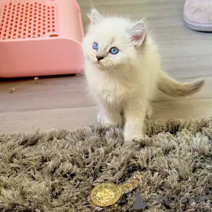 Foto №2 zu Ankündigung № 167258 zu verkaufen ragdoll-katze - einkaufen Deutschland quotient 	ankündigung