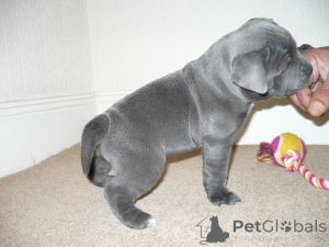 Foto №3. Blaue Staffordshire-Bullterrier-Welpen ... Kontaktieren Sie mich per WhatsApp. Deutschland