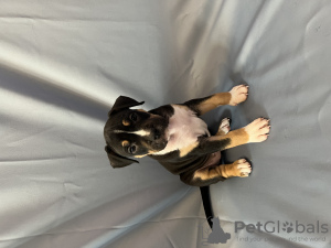 Foto №4. Ich werde verkaufen amerikanischer staffordshire terrier in der Stadt Tallinn. züchter - preis - 1200€