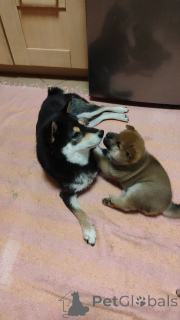 Foto №4. Ich werde verkaufen shiba in der Stadt Moskwa. quotient 	ankündigung - preis - verhandelt