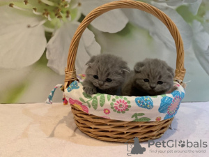 Zusätzliche Fotos: Gesunde Scottish Fold-Kätzchen zu verkaufen