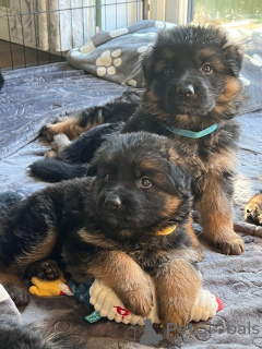 Foto №1. deutscher schäferhund - zum Verkauf in der Stadt Benavente | verhandelt | Ankündigung № 164439