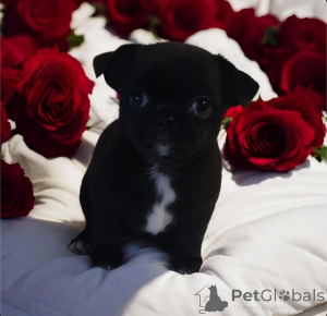 Foto №4. Ich werde verkaufen chihuahua in der Stadt Dnipro. vom kindergarten, züchter - preis - 800€