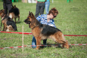 Zusätzliche Fotos: Langhaarige Schäferhundwelpen