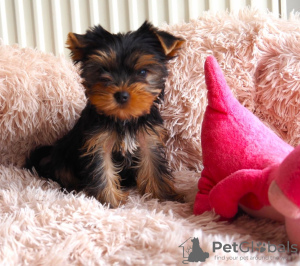 Foto №1. yorkshire terrier - zum Verkauf in der Stadt Ołomuniec | 450€ | Ankündigung № 123696