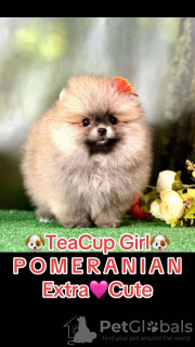 Foto №3. Mini Spitz Pommerianer. Spanien