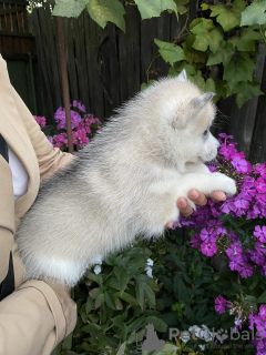 Foto №2 zu Ankündigung № 68930 zu verkaufen siberian husky - einkaufen Weißrussland quotient 	ankündigung