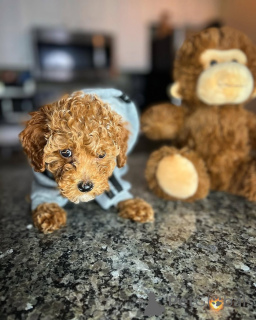 Foto №4. Ich werde verkaufen pudel (toy) in der Stadt Helsinki. quotient 	ankündigung, aus dem tierheim - preis - 500€