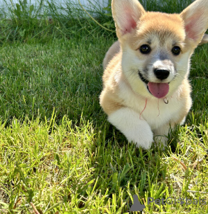 Zusätzliche Fotos: Pembroke Welsh Corgi Welpen