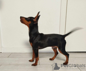 Foto №3. Zwergpinscher-Welpen Rüden aus Tallinn, ausgezeichnete Abstammung, sozialisiert. Estland