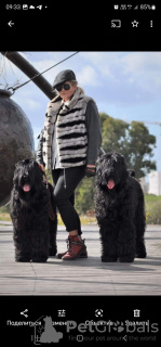 Foto №1. russischer schwarzer terrier - zum Verkauf in der Stadt Tel Aviv | Frei | Ankündigung № 53855