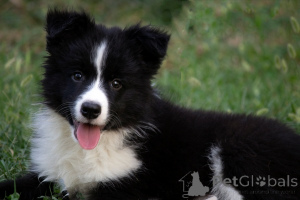 Foto №2 zu Ankündigung № 173566 zu verkaufen border collie - einkaufen Serbien 