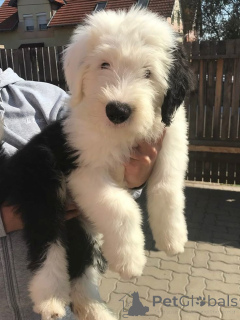 Foto №1. bobtail - zum Verkauf in der Stadt Barsbüttel | 350€ | Ankündigung № 171424