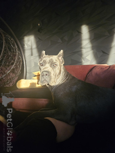 Zusätzliche Fotos: Wir bieten Welpen Kane Corso an