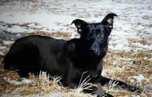 Foto №2 zu Ankündigung № 7929 zu verkaufen mischlingshund - einkaufen Russische Föderation quotient 	ankündigung