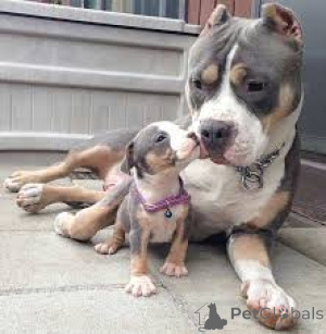 Foto №2 zu Ankündigung № 136054 zu verkaufen american pit bull terrier - einkaufen Schweiz 