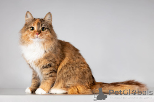 Foto №4. Ich werde verkaufen  in der Stadt Chimki. aus dem tierheim - preis - Frei