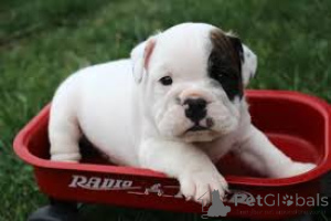 Foto №2 zu Ankündigung № 157201 zu verkaufen englische bulldogge - einkaufen Deutschland quotient 	ankündigung, züchter