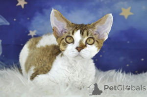 Foto №3. Chatons Devon Rex zu verkaufen. Belgien