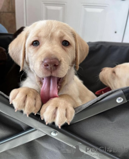 Foto №4. Ich werde verkaufen labrador retriever in der Stadt Stutensee. quotient 	ankündigung, vom kindergarten, aus dem tierheim, züchter - preis - 800€