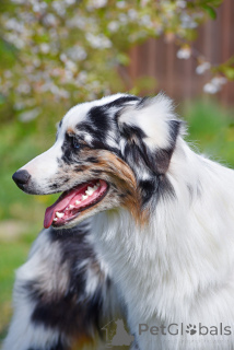 Foto №4. Ich werde verkaufen australian shepherd in der Stadt Minsk. quotient 	ankündigung, vom kindergarten, züchter - preis - 938€