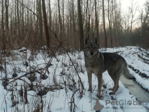 Foto №3. Tschechoslowakischer Wolfshundwelpe. Serbien