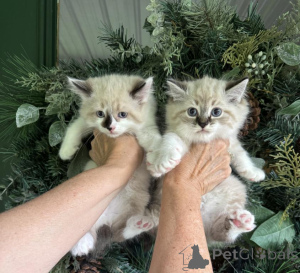 Foto №1. american bobtail - zum Verkauf in der Stadt Belen | 350€ | Ankündigung № 173514