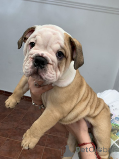 Foto №1. australian terrier - zum Verkauf in der Stadt Aizlenten | 450€ | Ankündigung № 158467