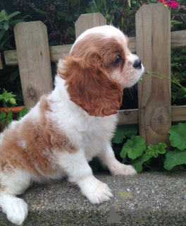 Foto №3. Entzückende Cavalier King Charles Welpen zur kostenlosen Adoption. Deutschland