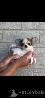 Foto №4. Ich werde verkaufen chihuahua in der Stadt Dresden. züchter - preis - verhandelt